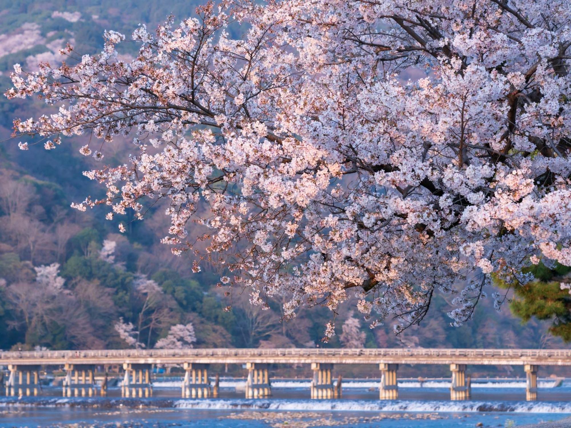 The Blossom เกียวโต ภายนอก รูปภาพ